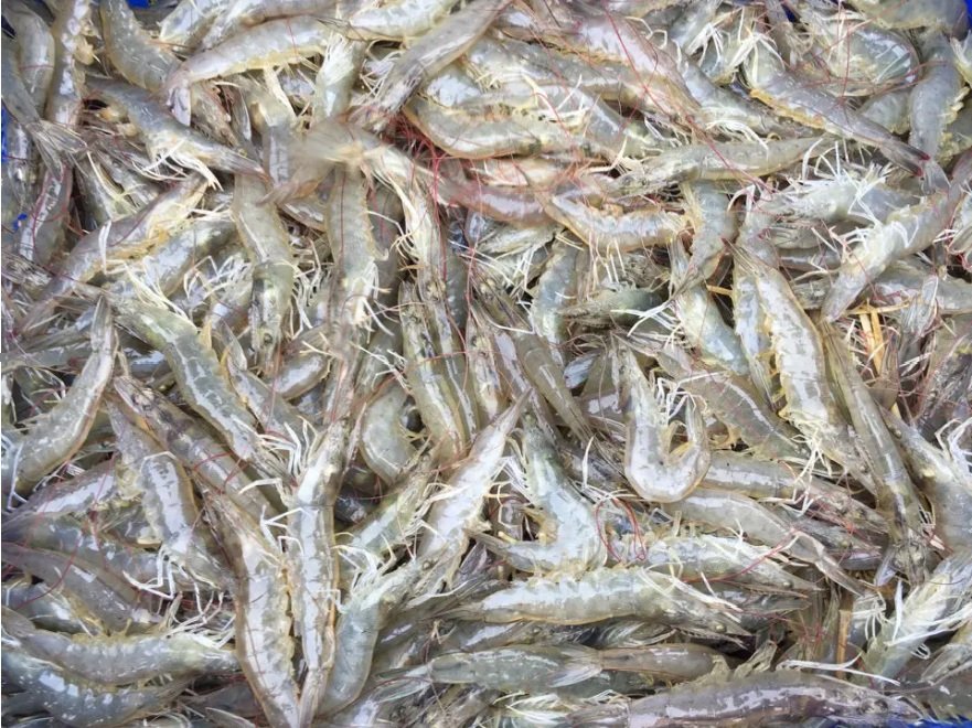 Camarones