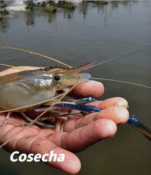 Cosecha