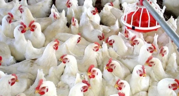 Crianza de gallinas
