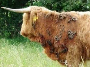 Vaca en tratamiento