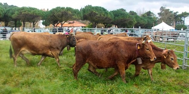 Vacas en el campo