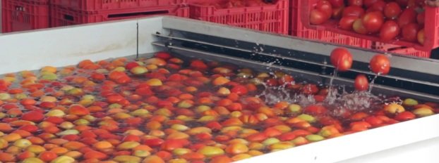 Lavado de manzanas
