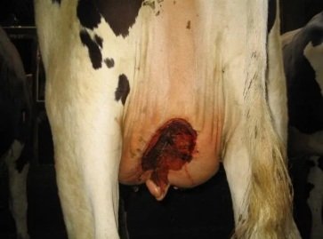 Herida en vaca